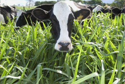 Embrapa e Nestlé criam protocolo nacional da pecuária de leite de baixo carbono