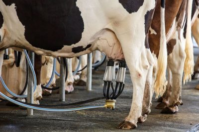 Produtores de leite relatam dificuldades e pedem mais recursos no Plano Safra